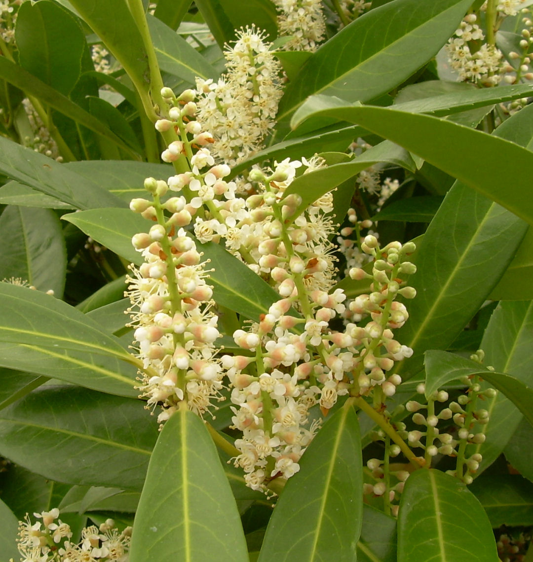 Schipkaensis Cherry Laurel Natorps Online Plant Store